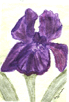 Iris in watercolor on 4x5 handmade cotton rag paper