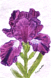 Iris in watercolor on 4x5 handmade cotton rag paper